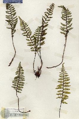 URN_catalog_HBHinton_herbarium_18385.jpg.jpg