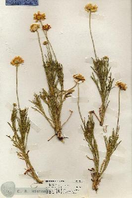 URN_catalog_HBHinton_herbarium_18675.jpg.jpg