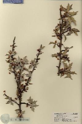 URN_catalog_HBHinton_herbarium_18386.jpg.jpg