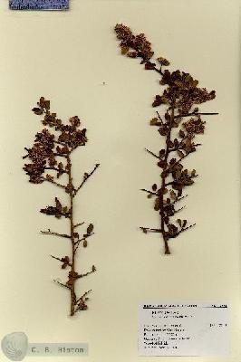 URN_catalog_HBHinton_herbarium_18681.jpg.jpg