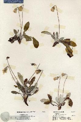 URN_catalog_HBHinton_herbarium_20121.jpg.jpg