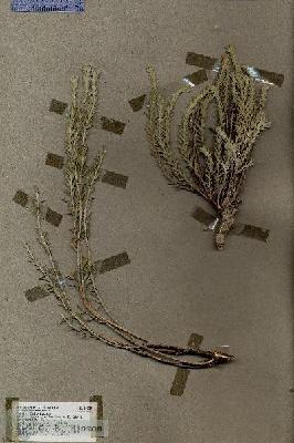 URN_catalog_HBHinton_herbarium_18387.jpg.jpg