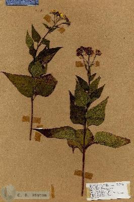 URN_catalog_HBHinton_herbarium_19050.jpg.jpg