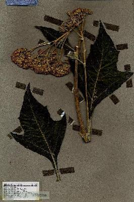 URN_catalog_HBHinton_herbarium_19053.jpg.jpg
