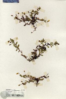 URN_catalog_HBHinton_herbarium_20122.jpg.jpg