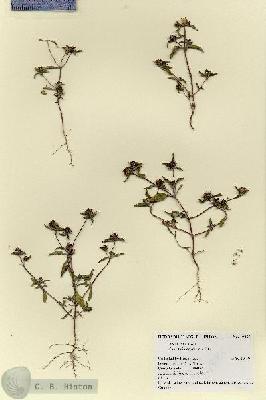 URN_catalog_HBHinton_herbarium_19065.jpg.jpg