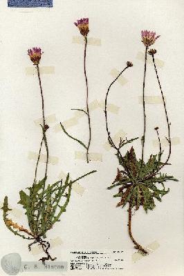 URN_catalog_HBHinton_herbarium_20129.jpg.jpg