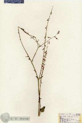 URN_catalog_HBHinton_herbarium_19066.jpg.jpg