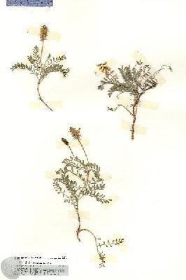 URN_catalog_HBHinton_herbarium_20131.jpg.jpg