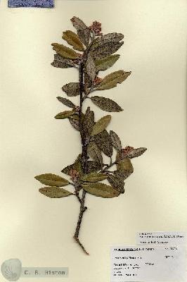 URN_catalog_HBHinton_herbarium_18376.jpg.jpg