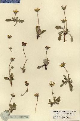 URN_catalog_HBHinton_herbarium_18394.jpg.jpg