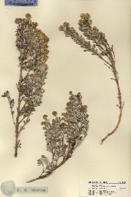 URN_catalog_HBHinton_herbarium_18398.jpg.jpg