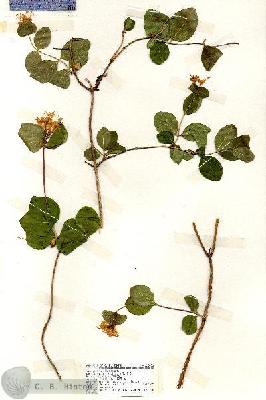 URN_catalog_HBHinton_herbarium_18406.jpg.jpg