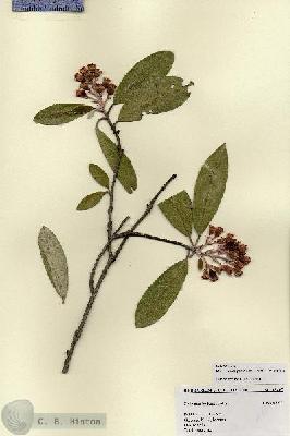 URN_catalog_HBHinton_herbarium_18407.jpg.jpg