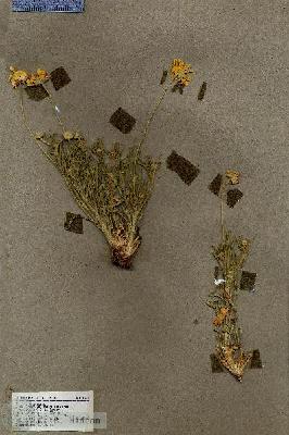URN_catalog_HBHinton_herbarium_18418.jpg.jpg