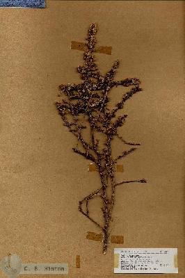 URN_catalog_HBHinton_herbarium_18419.jpg.jpg