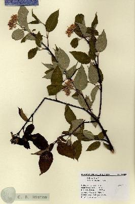 URN_catalog_HBHinton_herbarium_18427.jpg.jpg