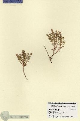 URN_catalog_HBHinton_herbarium_18442.jpg.jpg