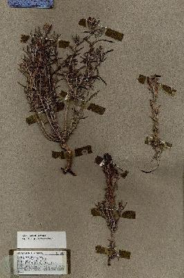 URN_catalog_HBHinton_herbarium_18449.jpg.jpg