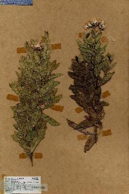 URN_catalog_HBHinton_herbarium_18459.jpg.jpg