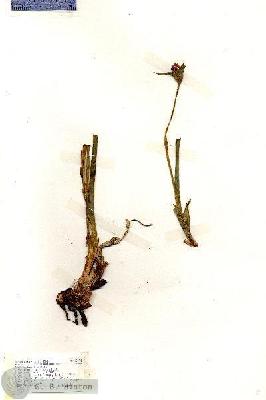 URN_catalog_HBHinton_herbarium_18494.jpg.jpg