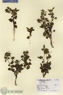 URN_catalog_HBHinton_herbarium_18464.jpg.jpg