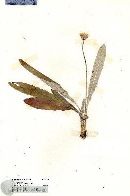 URN_catalog_HBHinton_herbarium_20140.jpg.jpg
