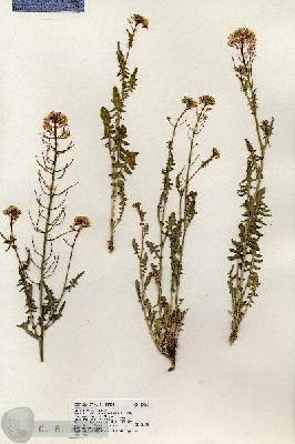 URN_catalog_HBHinton_herbarium_18466.jpg.jpg