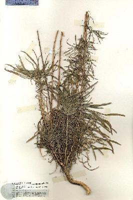 URN_catalog_HBHinton_herbarium_20147.jpg.jpg