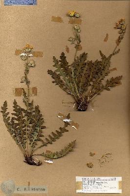 URN_catalog_HBHinton_herbarium_18472.jpg.jpg