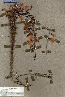 URN_catalog_HBHinton_herbarium_18473.jpg.jpg
