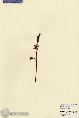 URN_catalog_HBHinton_herbarium_18480.jpg.jpg