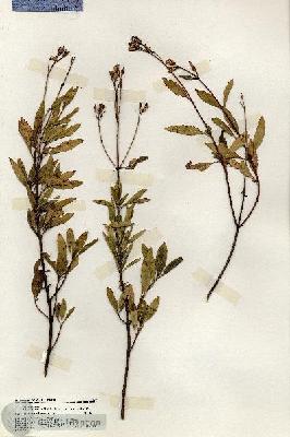 URN_catalog_HBHinton_herbarium_20149.jpg.jpg