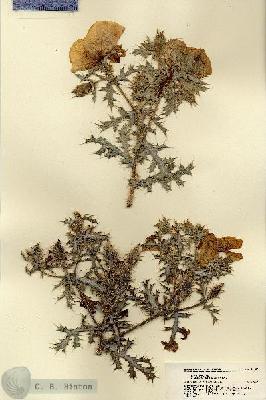 URN_catalog_HBHinton_herbarium_18502.jpg.jpg