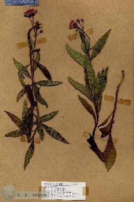 URN_catalog_HBHinton_herbarium_18481.jpg.jpg