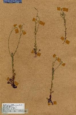 URN_catalog_HBHinton_herbarium_18482.jpg.jpg