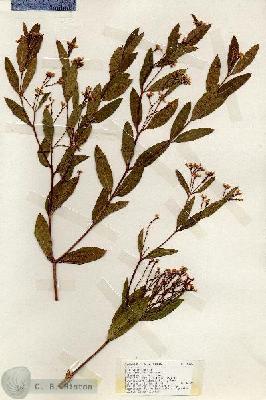 URN_catalog_HBHinton_herbarium_18485.jpg.jpg
