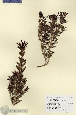 URN_catalog_HBHinton_herbarium_18513.jpg.jpg