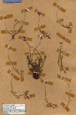 URN_catalog_HBHinton_herbarium_18519.jpg.jpg