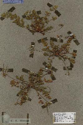 URN_catalog_HBHinton_herbarium_18545.jpg.jpg