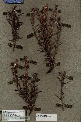 URN_catalog_HBHinton_herbarium_18530.jpg.jpg