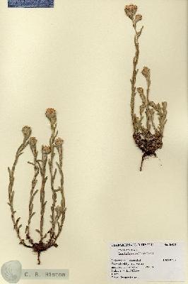 URN_catalog_HBHinton_herbarium_18535.jpg.jpg