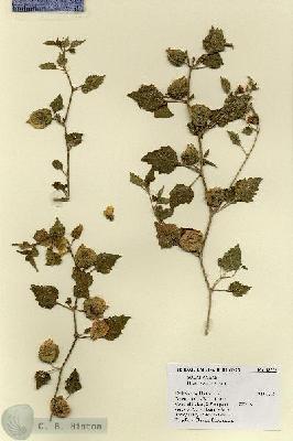 URN_catalog_HBHinton_herbarium_18558.jpg.jpg