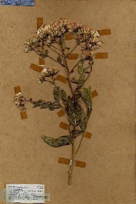 URN_catalog_HBHinton_herbarium_18551.jpg.jpg