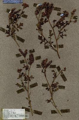 URN_catalog_HBHinton_herbarium_18554.jpg.jpg