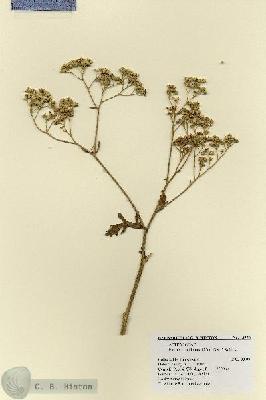 URN_catalog_HBHinton_herbarium_18556.jpg.jpg