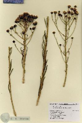 URN_catalog_HBHinton_herbarium_18611.jpg.jpg