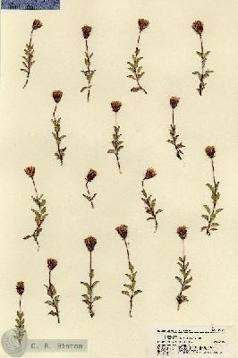 URN_catalog_HBHinton_herbarium_18577.jpg.jpg