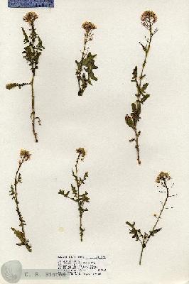 URN_catalog_HBHinton_herbarium_18586.jpg.jpg