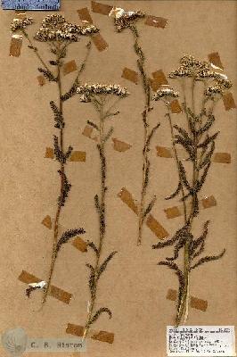 URN_catalog_HBHinton_herbarium_18590.jpg.jpg